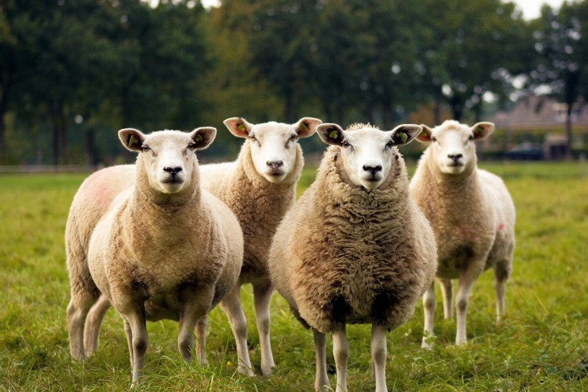 Głaskanie owcy oznacza, że wkrótce zostaniesz nagrodzony za...
