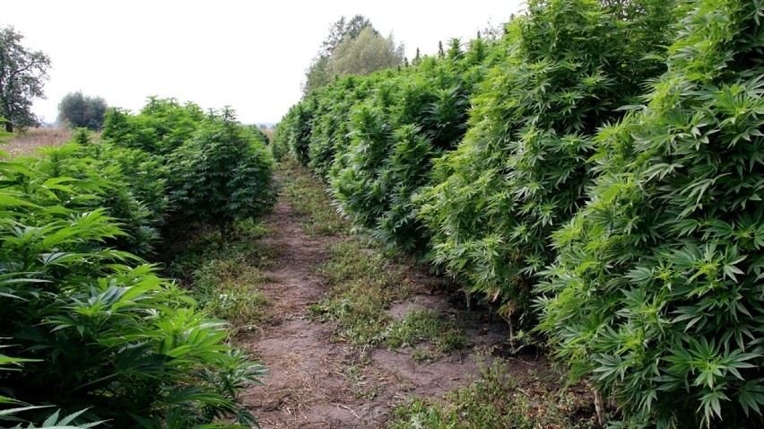 Policjanci zlikwidowali ogromną plantację marihuany...