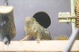 Toruń. Naukowcy z UMK badają pigmejki z Ogrodu Zoobotanicznego. Co jest wyjątkowego w tych małpkach?