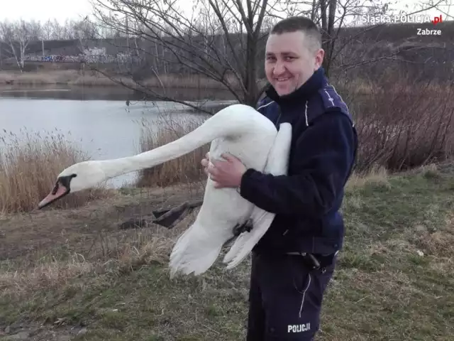 Niecodzienna interwencja zabrzańskich policjantów