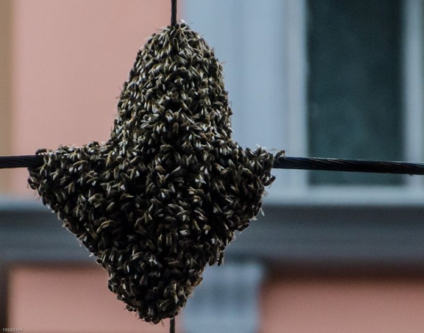 Pszczoły urządziły sobie gniazdo na sieci trakcyjnej