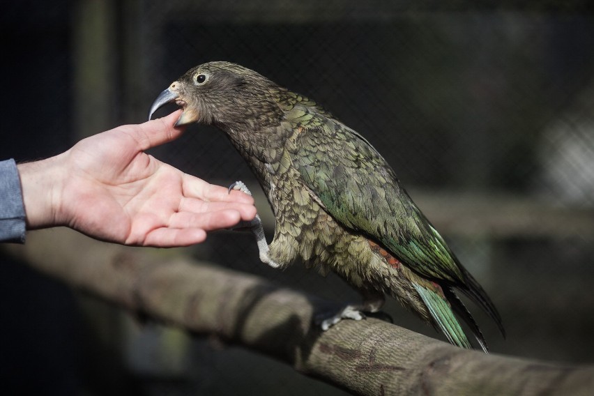 W łódzkim zoo zamieszkała papuga kea. Zoo apeluje o przynoszenie jej zabawek [ZDJĘCIA]