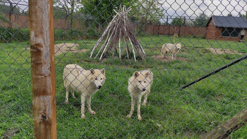 Nowinka w Zoo Borysew koło Poddębic. Dotarły tu dwie... białe wilczyce. Dotrzymają towarzystwa samcowi wilka polarnego Willy'emu ZDJĘCIA
