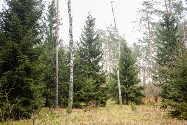 Lasy Państwowe o wizytach w lasach w czasie pandemii koronawirusa