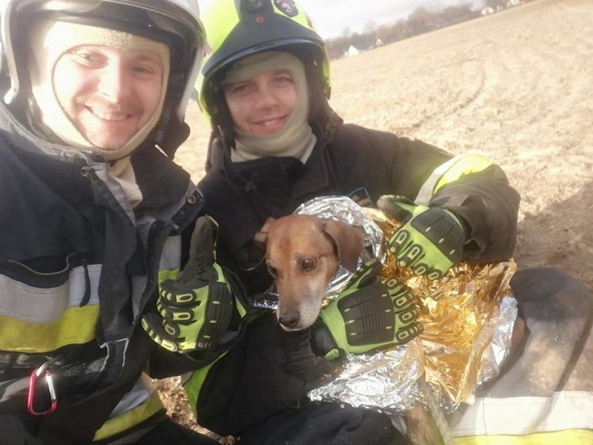 Strażacy z OSP Czempiń uratowali psa. Akcja trwała prawie trzy godziny
