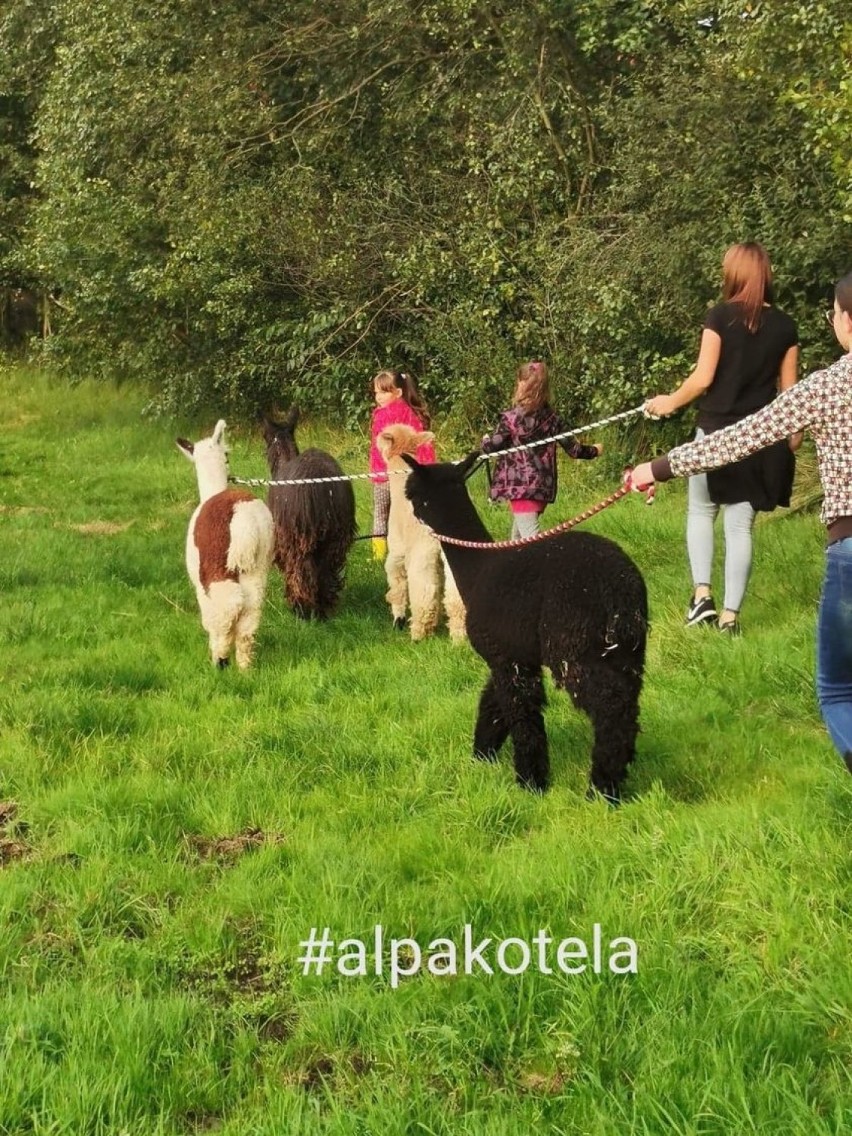 W gminie Ceków Kolonia można wybrać się na spacer z...alpakami. ZDJĘCIA