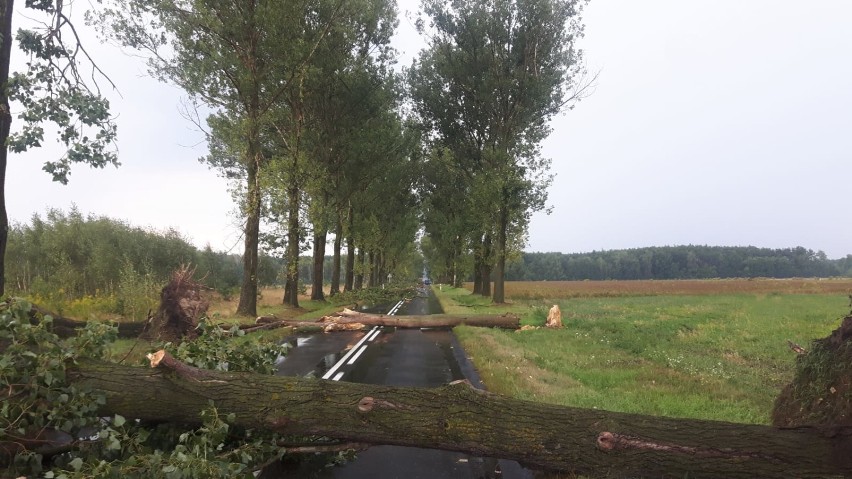 Powalone drzewa na drodze wojewódzkiej w okolicy Masłowic