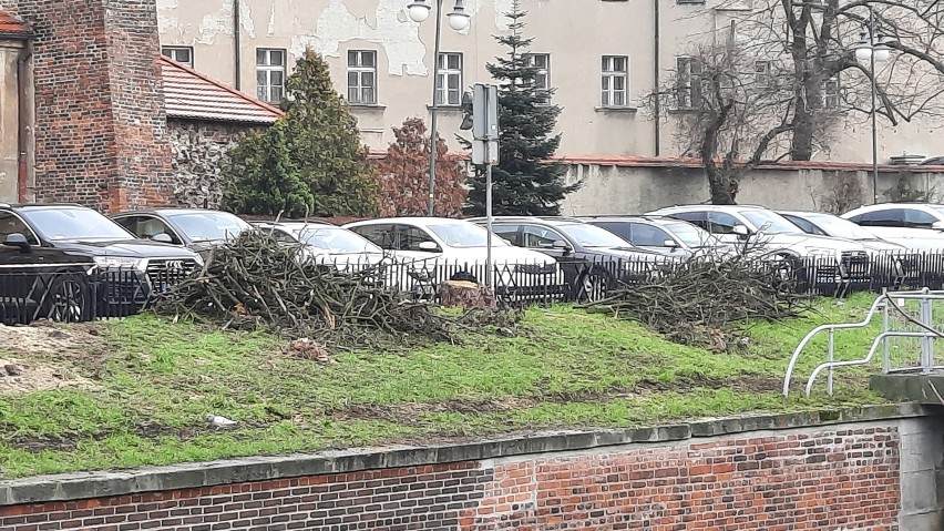 Kalisz: Miasto wycina drzewa przy ulicy Kazimierzowskiej
