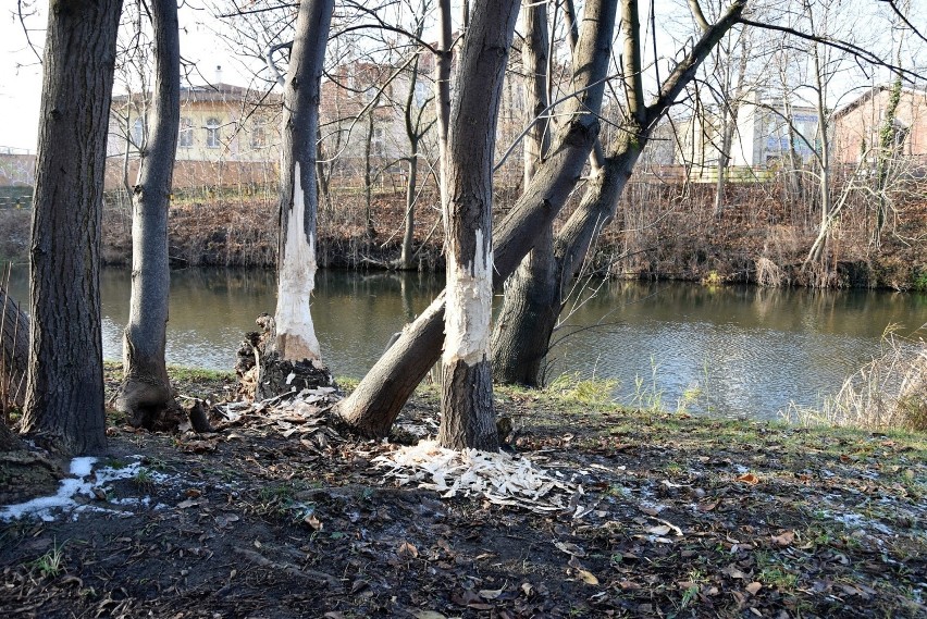 Ostatnio bobry dobrały się do grupy drzew nad brzegiem...