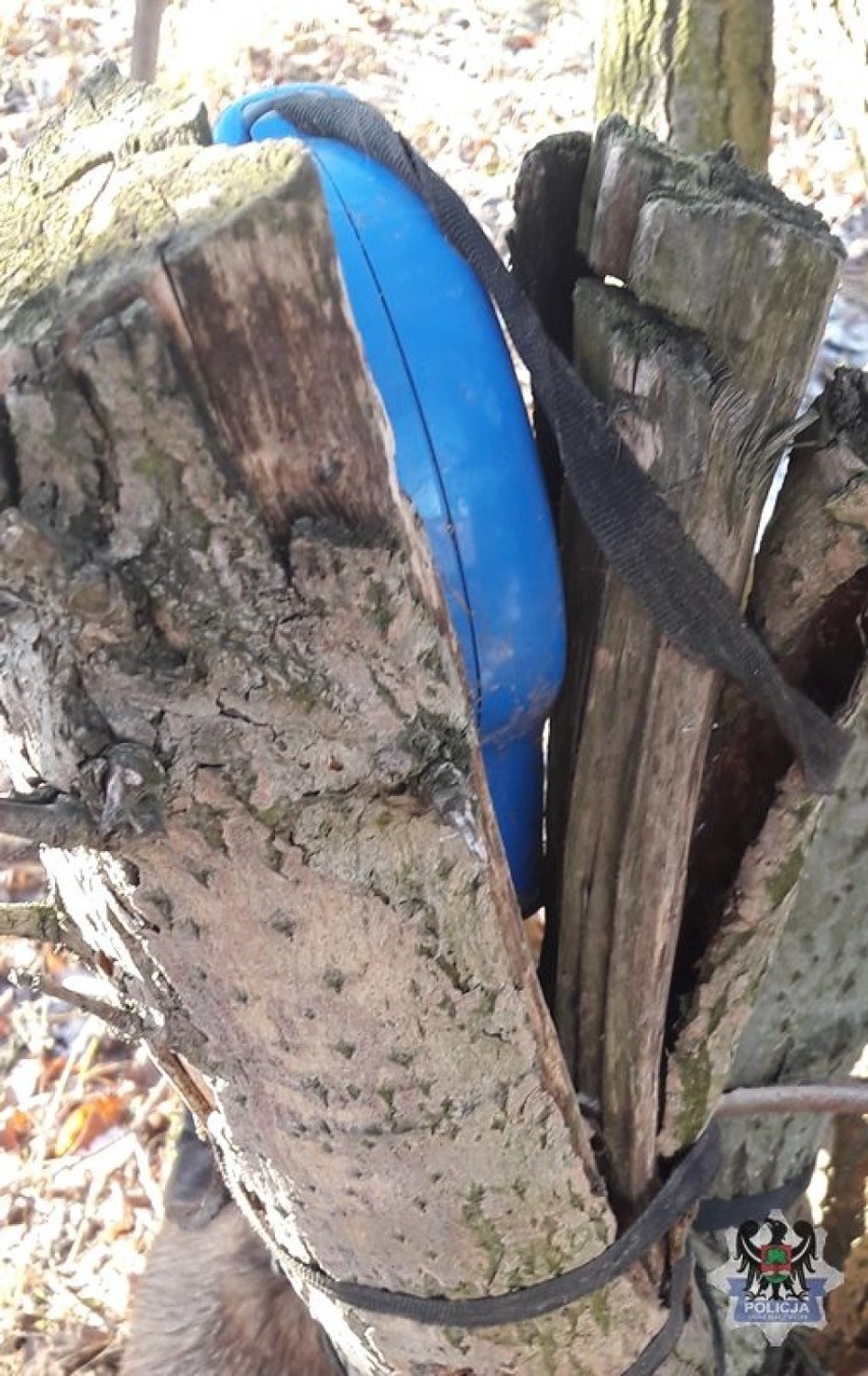 Wałbrzych: Osoba, która przywiązała psa do drzewa w rejonie ul. Łokietka wciąż poszukiwana