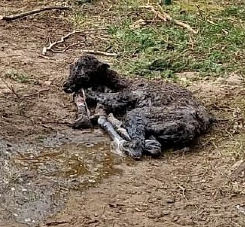 W gdańskim zoo na świat przyszła wielbłądzica dwugarbna!