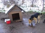 Porzucone psy w Rybniku: Właściciel zostawił psy i odjechał. Dokarmiali je sąsiedzi