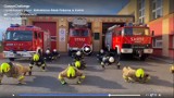 #gaszynchallenge w wykonaniu strażaków z powiatu gnieźnieńskiego [FOTO, FILM]