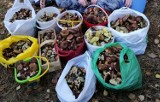 Wysyp grzybów w kujawsko-pomorskich lasach! Oto zbiory naszych Czytelników [zdjęcia]
