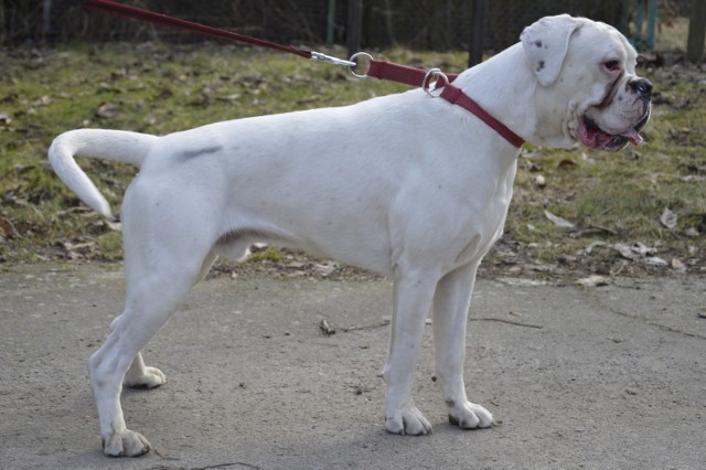 Tai ma niemal rok. To kawal "chłopa"- waży niemal 40 kilogramów. Jak pociagnie, to może rękę urwać.