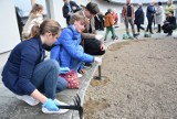 Tarnów. Małopolska kurator Barbara Nowak z dziećmi sadziła tulipany przed hospicjum. To nowa akcja charytatywna Fundacji Kromka Chleba