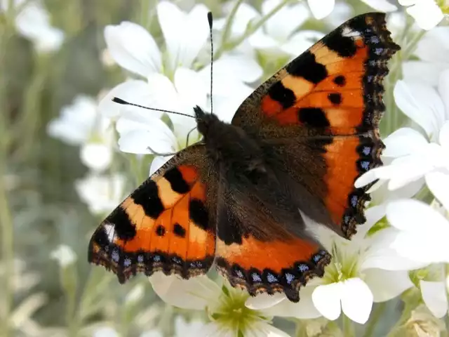 Rusałka pokrzywnik (Aglais urticae)