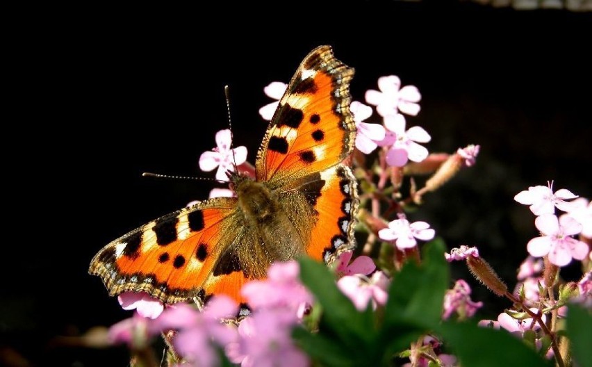 Rusałka pokrzywnik (Aglais urticae)