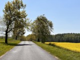 Mościska skąpane w rzepakowym złocie. Pięknie to wygląda [ZOBACZ ZDJĘCIA]