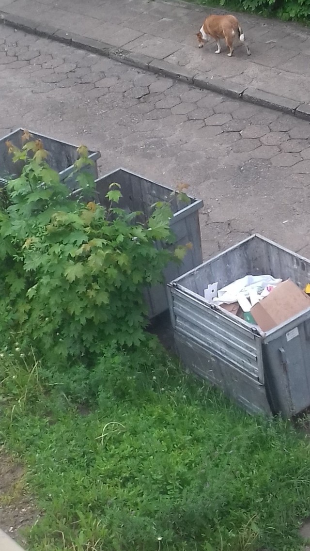 Czytelniczka się skarży, że przy ulicy Bema 4 pojemniki na śmeici nie są opróżniane w terminie a pracownicy firmy zostawiają otwarte kubły.