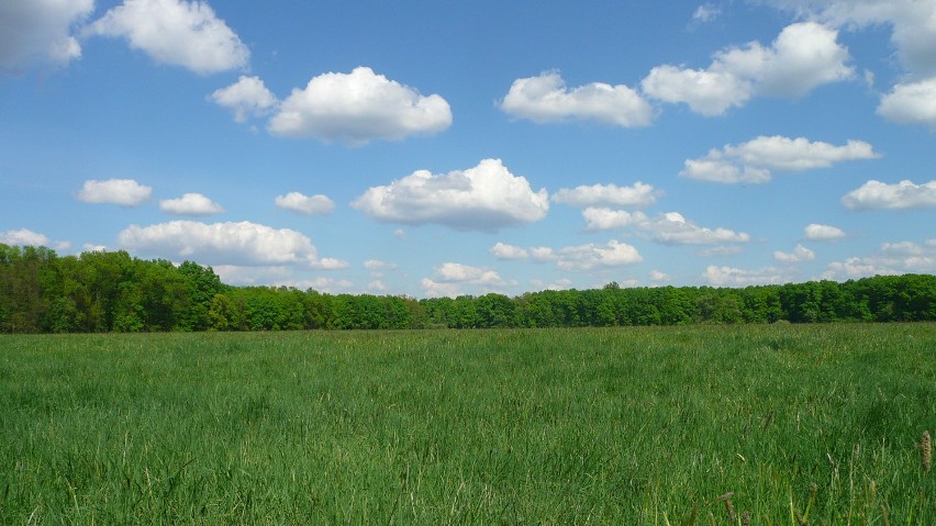 Ładne chmurki, zielona łąka - prawie jak "Idylla"