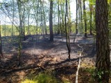 Leszno. Pożar w lesie przy węźle  S5 w rejonie Zaborowa. Możliwe, że doszło do podpalenia