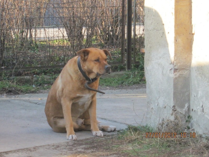 W Nowym Tomyślu odłowiono bezpańskie psy [FOTO]