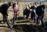 Las Europejski 2014: sadzili 4,5 tysiąca drzew w Dąbrowie Górniczej 
