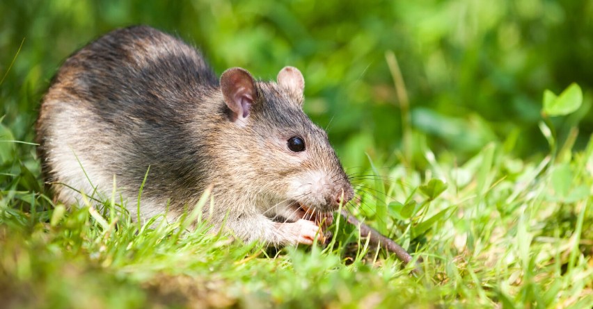 Deratyzacja w Radzionkowie. Czy miasto walczy z plagą szczurów? Urząd uspokaja 