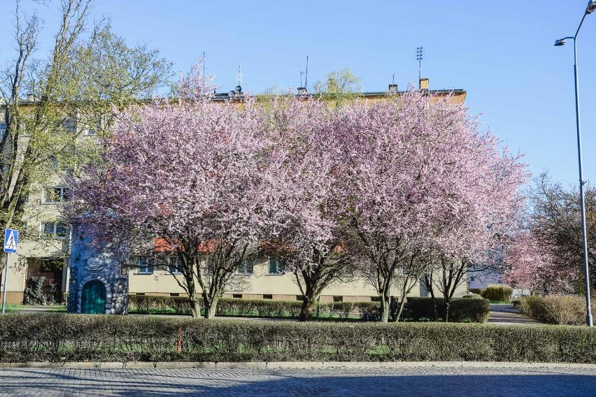 Pięknie i różowo zrobiło się w centrum Żar. a to za sprawą...