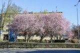 Piękna wiosna w Żarach. Różowe, kwitnące śliwy w centrum miasta robią wrażenie