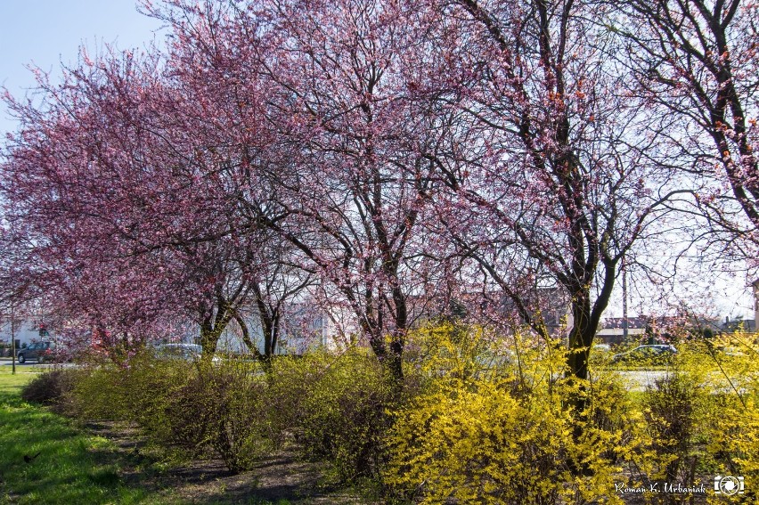 Wiosna na Szenica w obiektywie Romana Urbaniaka