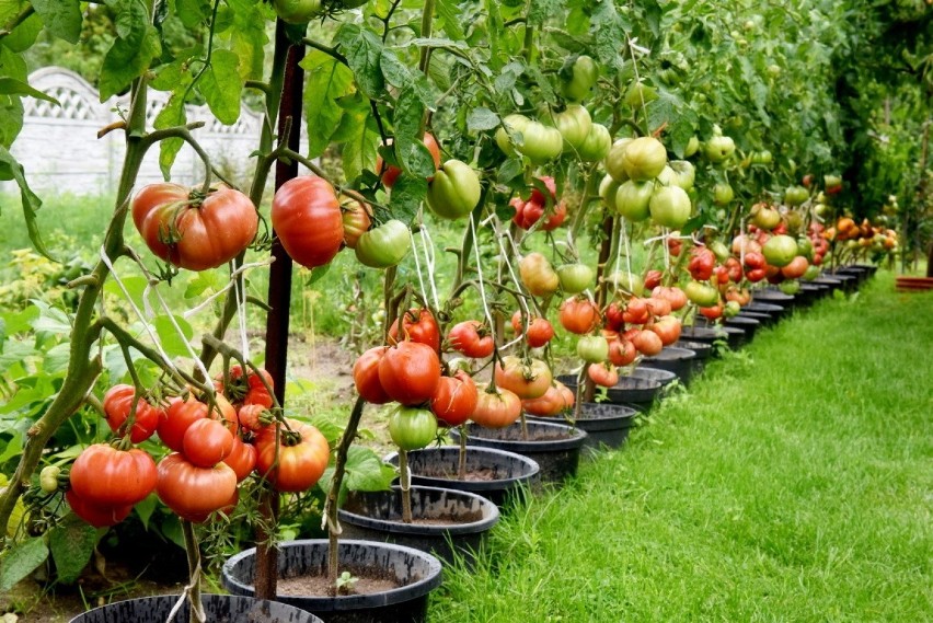 Ogromne pomidory na działce zielonogórzanina Zbigniewa...