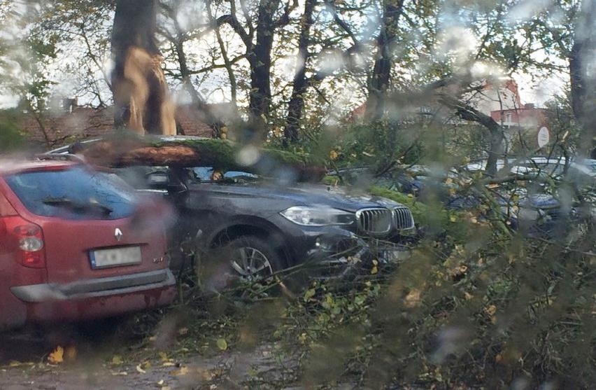 Orkan Grzegorz w powiecie kwidzyńskim. Wichura łamała drzewa [ZDJĘCIA]