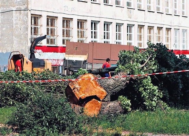 Wycinka starych drzew na terenie Szkoły Podstawowej nr 174 przy ul. Gałczyńskiego w Łodzi