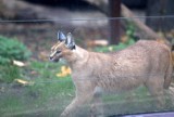 Co słychać u pumy z Jury? Nubia wciąż mieszka w Śląskim Ogrodzie Zoologicznym. Zostanie tu na dłużej?