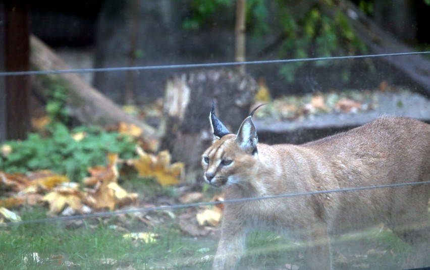 Puma Nubia to mieszkanka  Śląskiego Ogrodu Zoologicznego