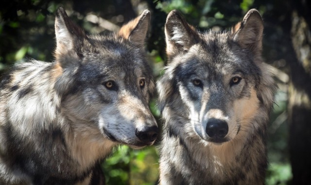 Ok. 200 wilków, przede wszystkim w Puszczy Bydgoskiej i Borach Tucholskich, żyje na terenie administrowanym przez Regionalną Dyrekcję Lasów Państwowych w Toruniu (główne kompleksy leśne zlokalizowane są na terenie woj. kujawsko-pomorskiego i w południowej części woj. pomorskiego)