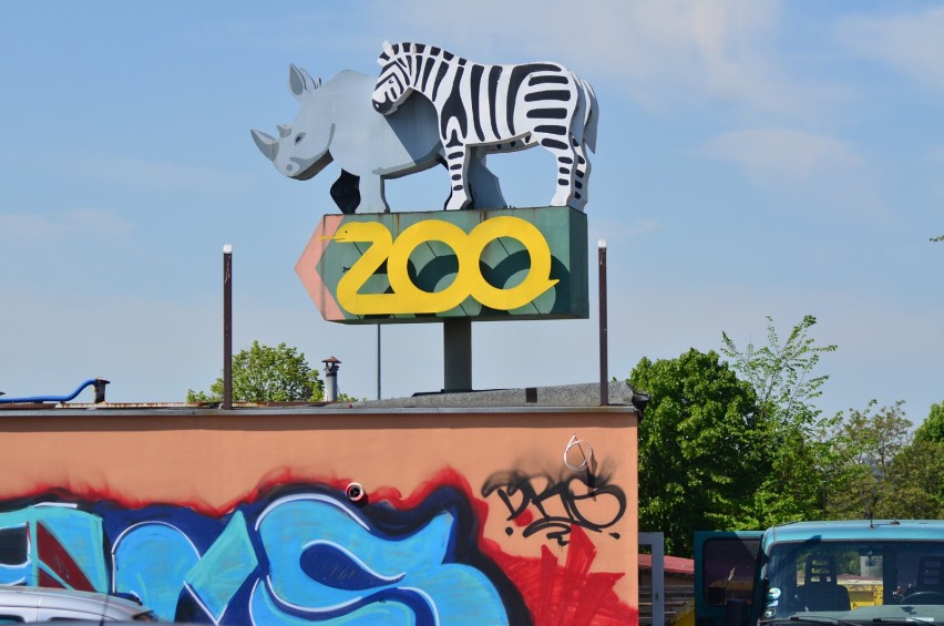 Zoo w Poznaniu - czytaj więcej o ogrodzie zoologicznym w...