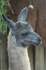 Nowy mieszkaniec we wrocławskim zoo. Urodziła się lama. Zobaczcie zdjęcia...