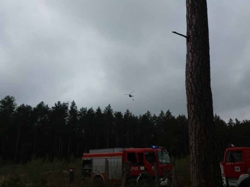 Pożar lasu we Wrześnicy. Z ogniem walczy 9 zastępów straży pożarnej i helikopter [ZDJĘCIA]