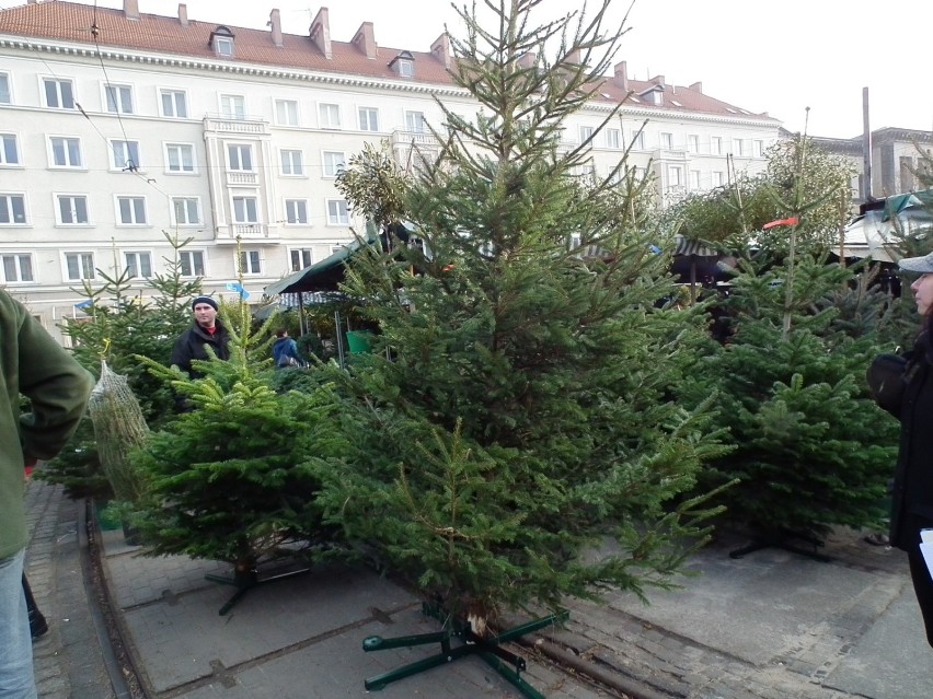 Choinki na poznańskich rynkach