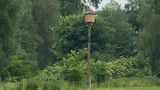 W Głogowie stanęły trzy nowe wieże lęgowe dla jerzyków. Postawionio je w ramach Budżetu Obywatelskiego