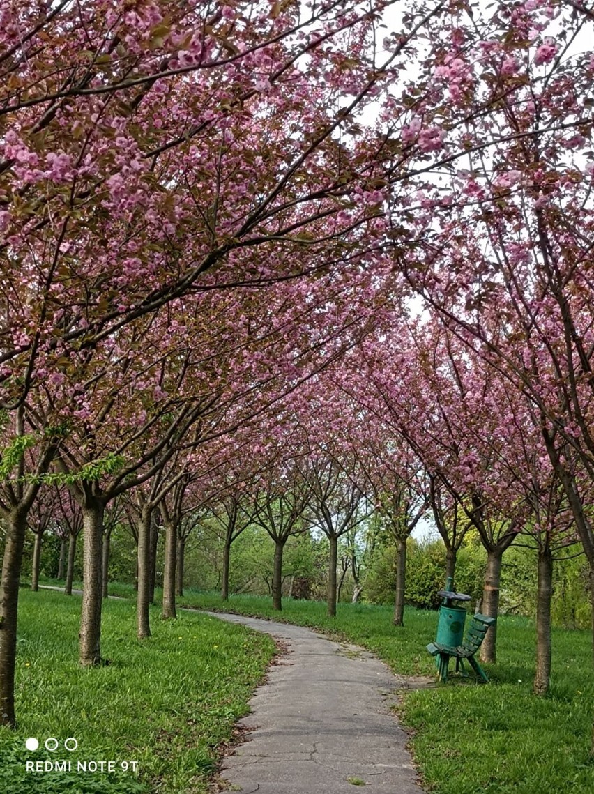 Mała Japonia w Chełmie. Zachwycająca aleja kwitnącej wiśni w chełmskim parku na Górce. Zobacz zdjęcia