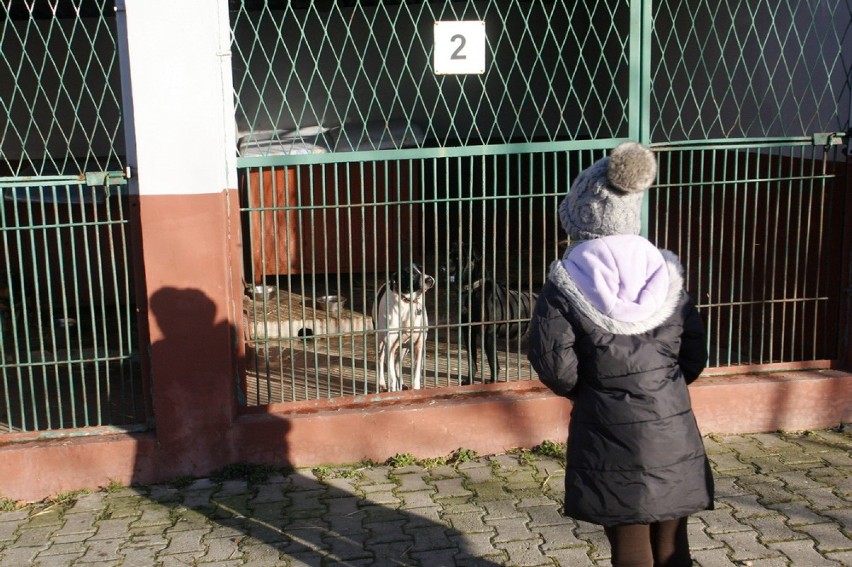 Dzieci z Rzeszotar w legnickim schronisku (ZDJĘCIA)