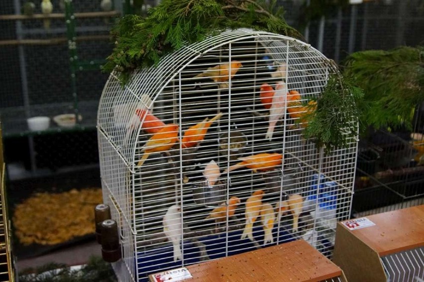 Wystawa ptaków egzotycznych w Kaliszu