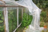 Grodzisk: Hodował marihuanę w przydomowym ogródku
