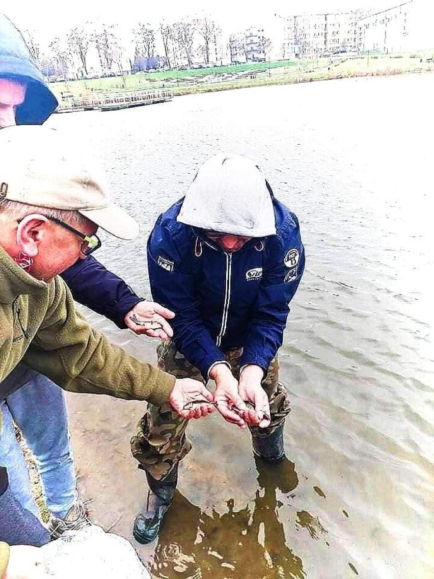 Staw na osiedlu Kopernika w Szczecinku oczyszczony i zarybiony [zdjęcia]