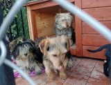 W Sztumie ktoś porzucił pięć psów. Pilnie potrzebne nowe domy, żeby zwierzęta nie trafiły do schroniska