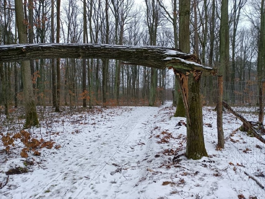 W leszczyńskich lasach może być niebezpiecznie. Nad ścieżką wiszą złamane drzewa 